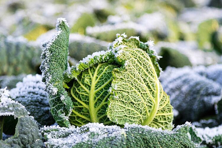 Wintergemüse – Grünkohl mit Frost auf den Blättern
