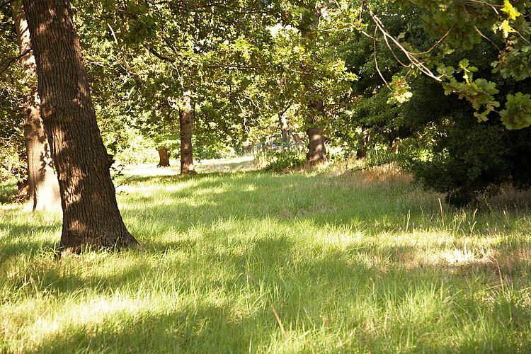 Obstbaumwiese im Sonnenlicht - Bildnachweis: © wdv / Jan Lauer Obstbaumwiese im Sonnenlicht
