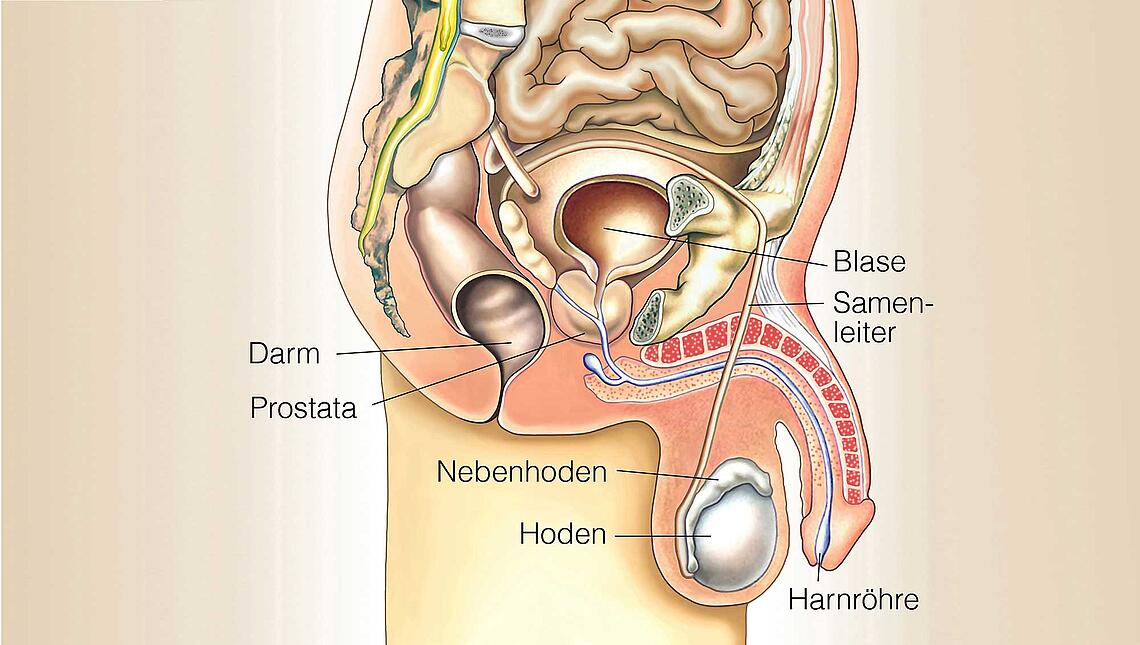 Illustration einer Prostata