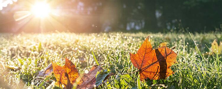 Herbstliche Blätter auf einer Wiese im Sonnenlicht
