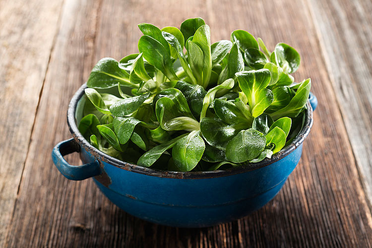 Feldsalat in einer blauen Schüssel. - Bildnachweis: © istockphoto.com / dulezidar Feldsalat in einer blauen Schüssel.