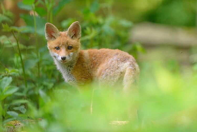 Wie gefährlich ist der Fuchsbandwurm? 