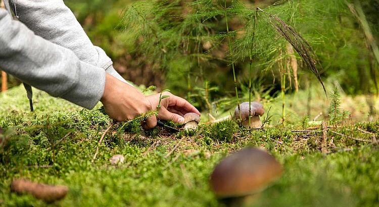 Hände schneiden im Wald einen Pilz ab.