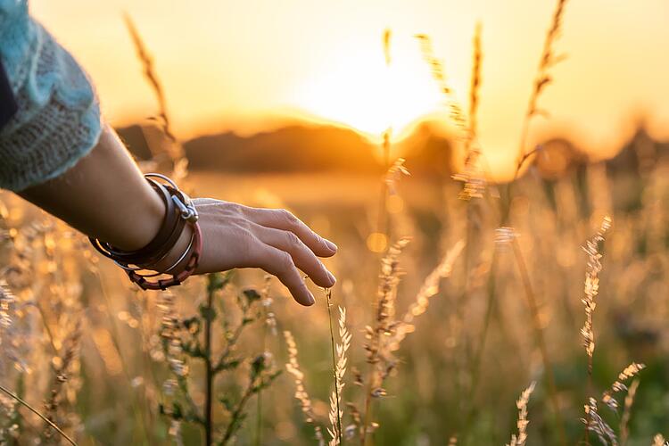 Frauenhand streicht über Grashalme bei Sonnenuntergang