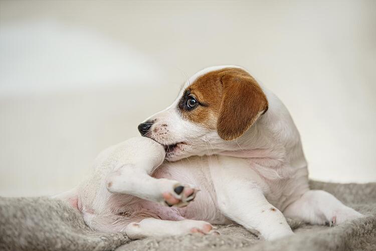 Junger Hund knabbert an seinem Bein