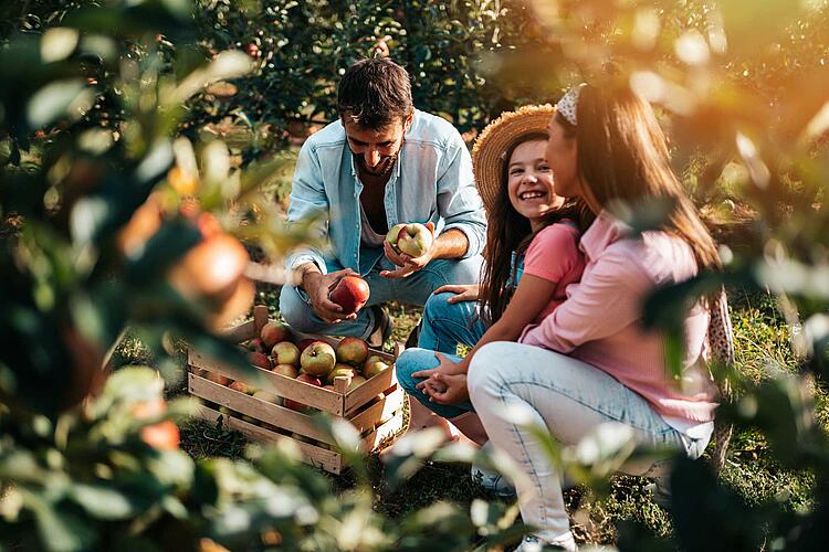 Familie bei der Apfelernte