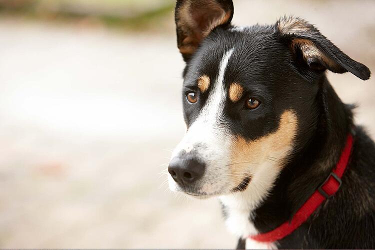Schwarzweißer Hund mit rotem Halsband