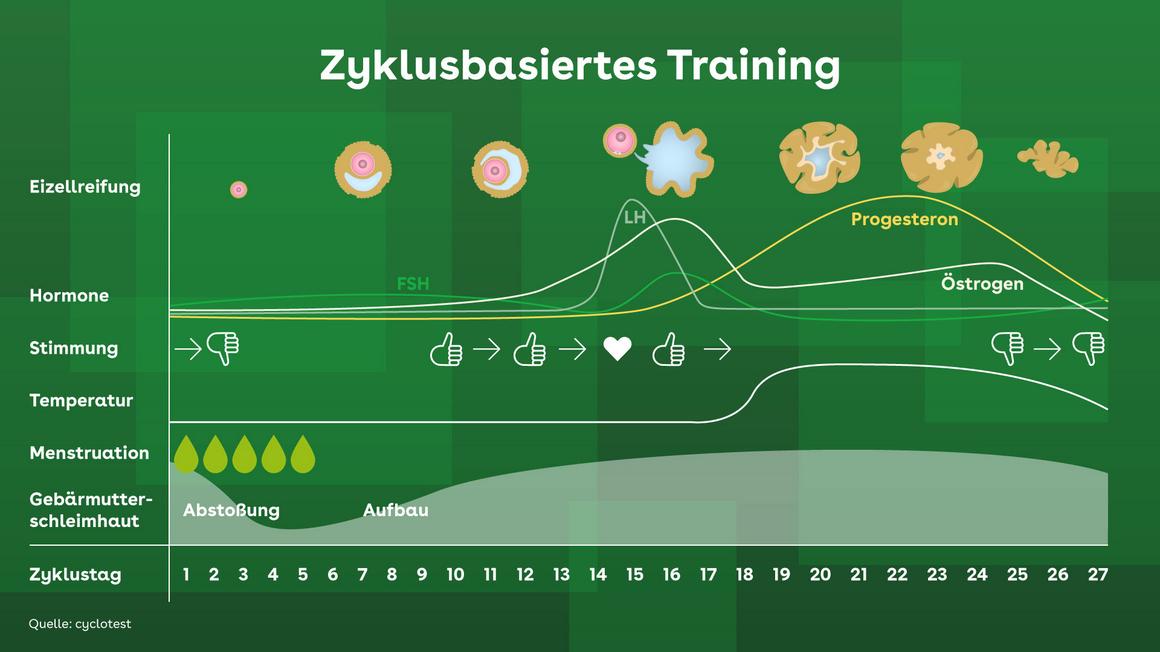 Zyklusbasiertes Training Zyklusbasiertes Training