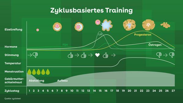 Zyklusbasiertes Training