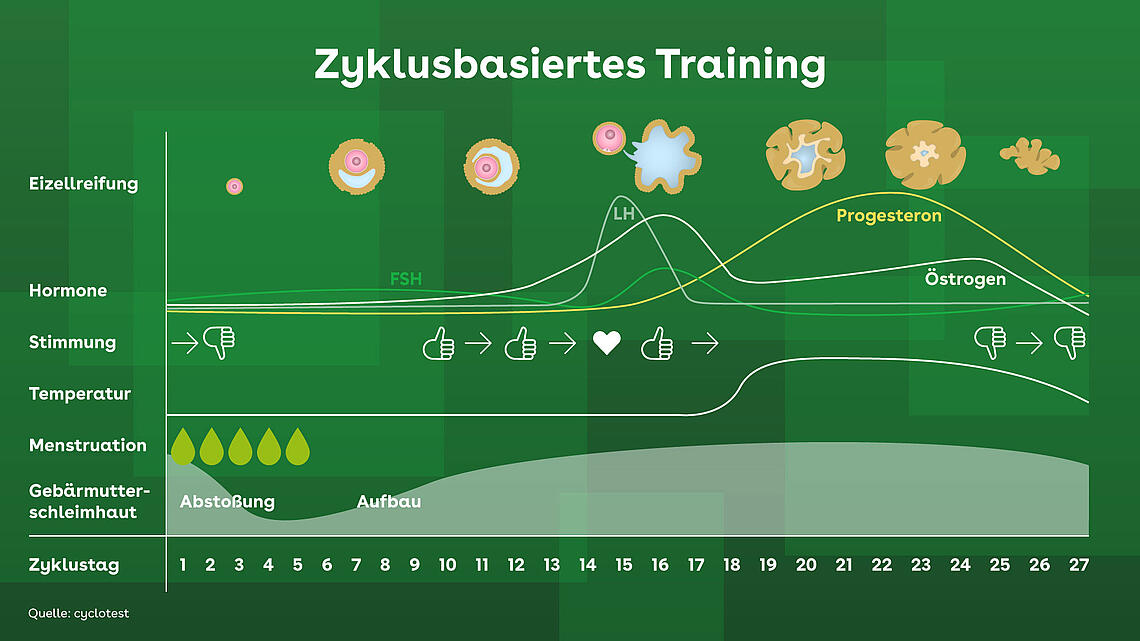 Zyklusbasiertes Training