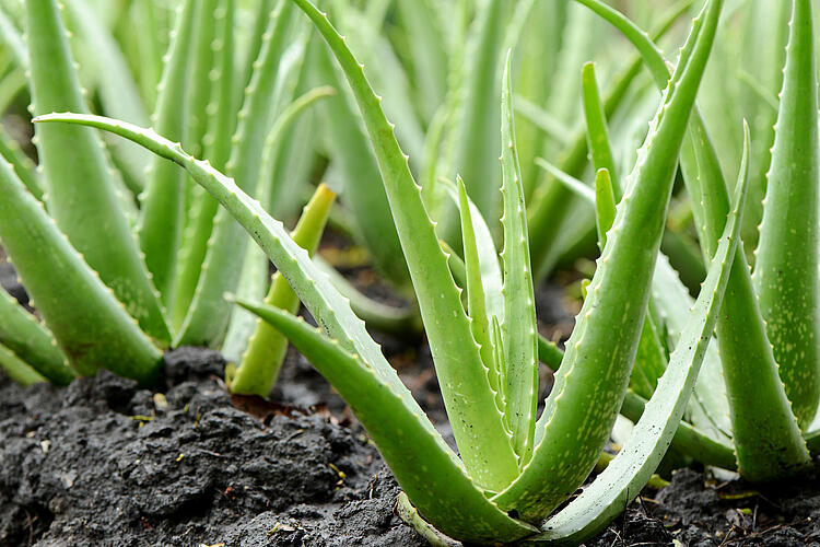 Aloe Vera Pflanze