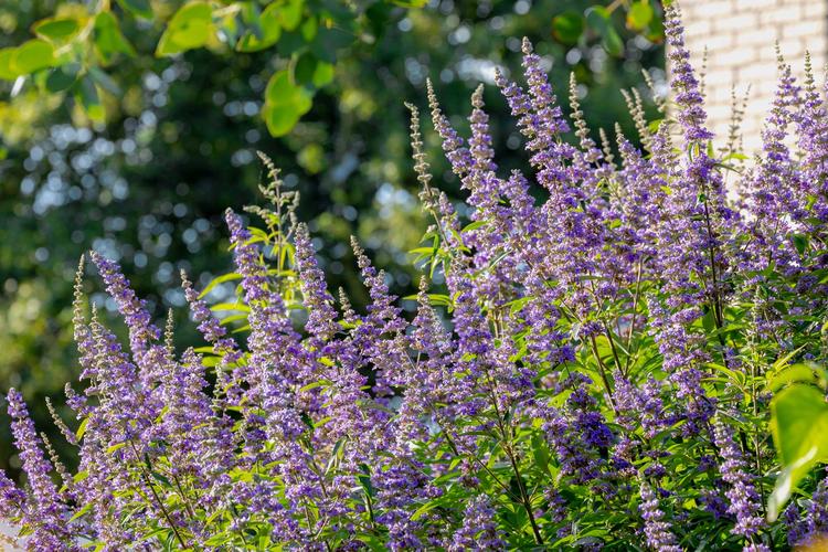 Bildnachweis: © stock.adobe.com / Sarawut Blühender Mönchspfeffer