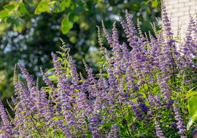 Blühender Mönchspfeffer Blühender Mönchspfeffer