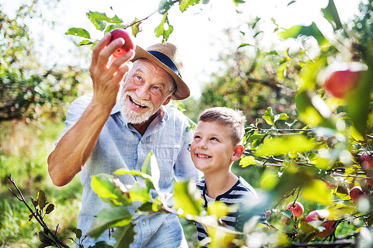 Opa erntet mit seinem Enkel Äpfel