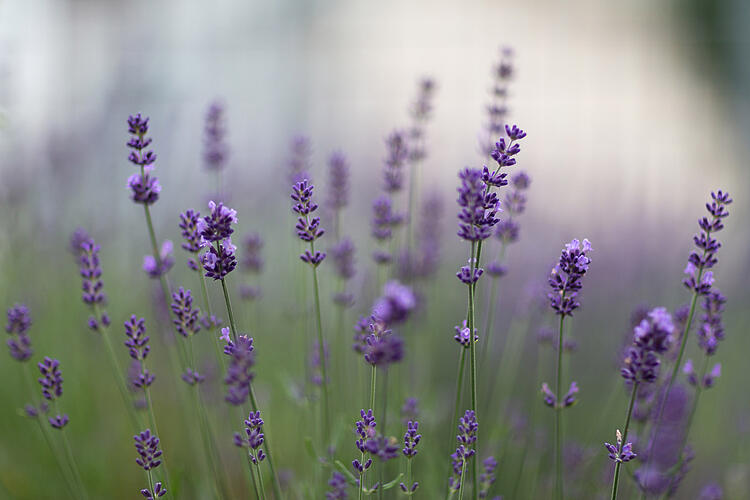 Lavendel-Kissen