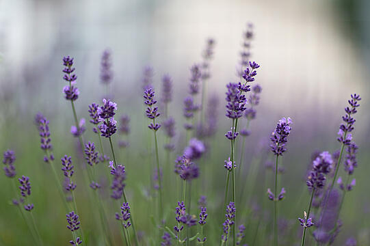 Beruhigender Lavendel