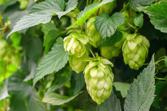 Ist Hopfen eine Heilpflanze?