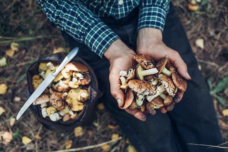 Mann hält frisch gepflückte Pilze in den Händen