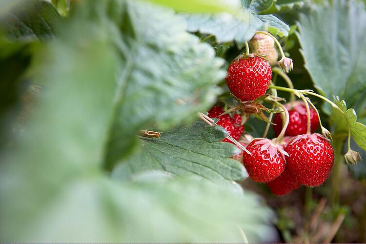 Erdbeerpflanze mit reifen Erdbeeren.