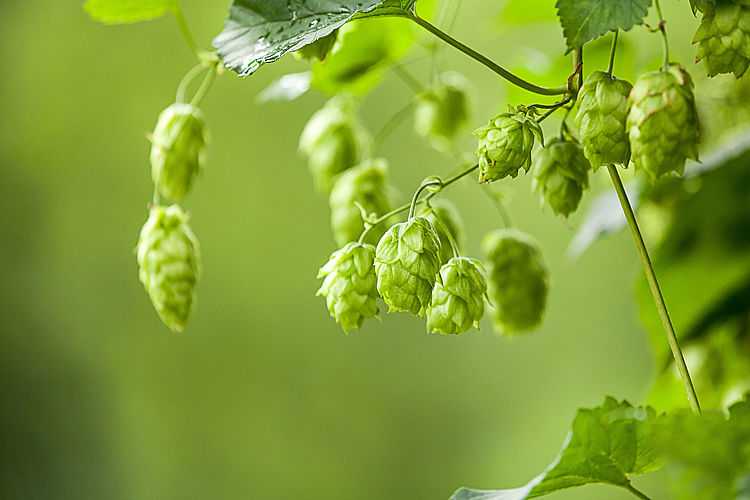 Ist Hopfen wirklich eine Heilpflanze?