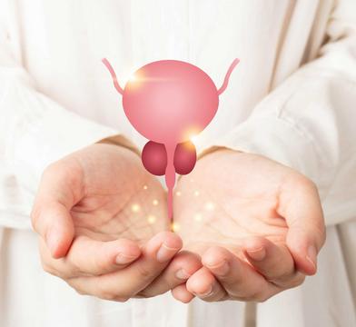 Prostata: Das versteckte Geschlechtsorgan