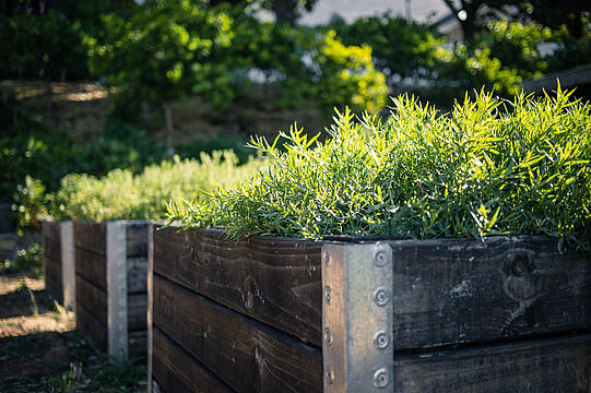 Urban Gardening – Gärtnern in der Stadt