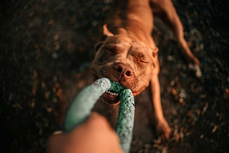 Hund zerrt an einem Hundespielzeug