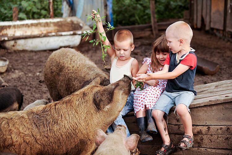 Kinder füttern Schweine