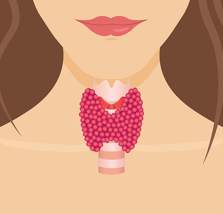 - Bildnachweis: © istockphoto.com / Nauma Illustration der Schilddrüse einer Frau.