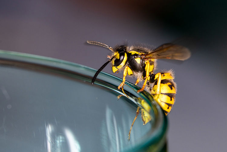Bildnachweis: © stock.adobe.com / Jimmy R Wespe sitzt auf einem Glas.