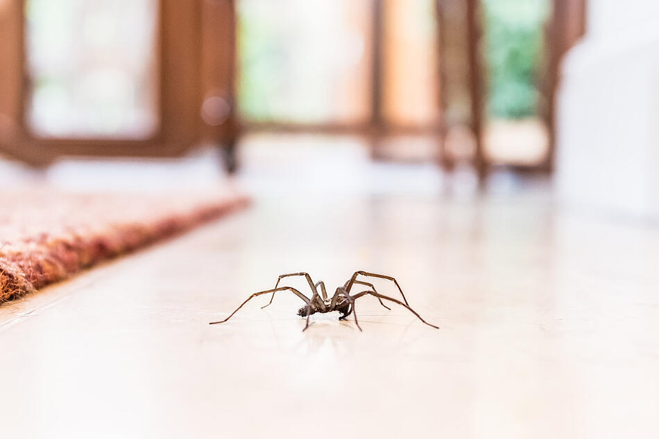 Spinne - Bildnachweis: © istockphoto.com / CBCK-Christine Spinne