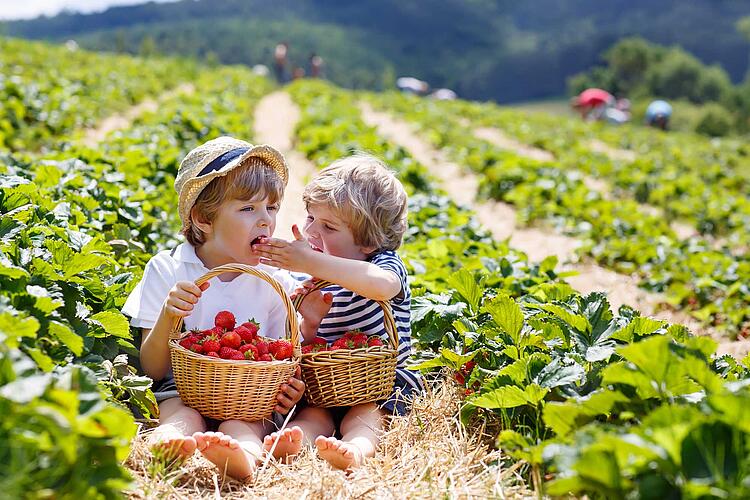 Zwei kleine Jungen in einem Erdbeerfeld