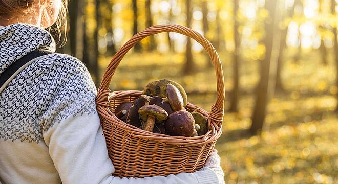 Pilze sammeln – darauf sollten Sie achten