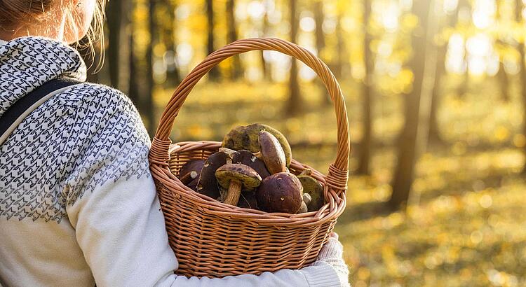 Frau mit einem Korb voller Pilze in einem herbstlichen Wald.