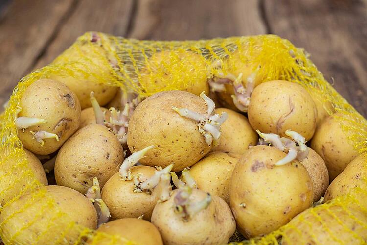 Darf man gekeimte Kartoffeln noch essen?