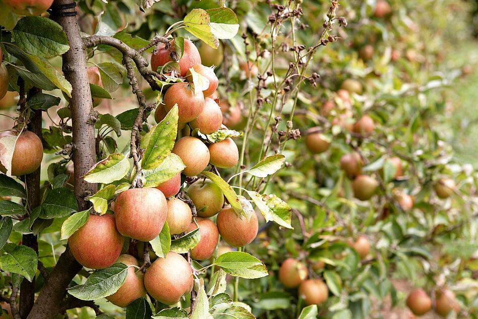 Äpfel am Baum.