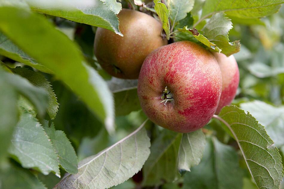 Apfel am Baum.