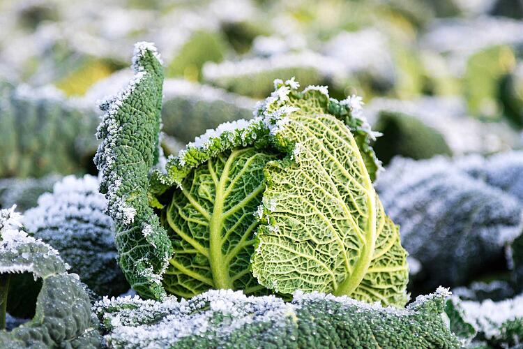 Wintergemüse, lecker und gesund: Grünkohl, Wirsing, Lauch