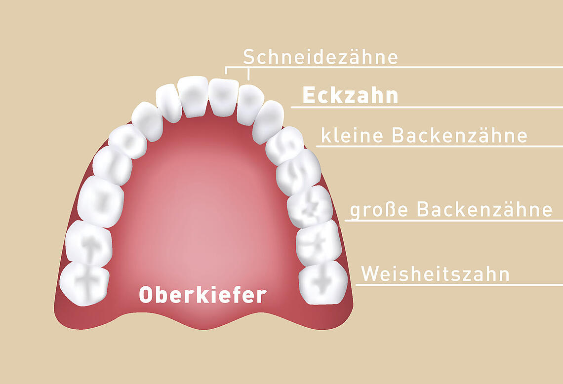 Illustration der Zahnanatomie
