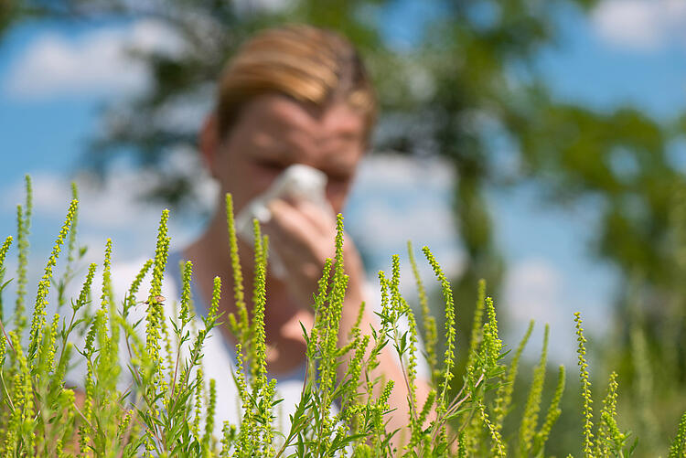 Eine Frau reagiert allergisch auf eine Ambrosiapflanze.