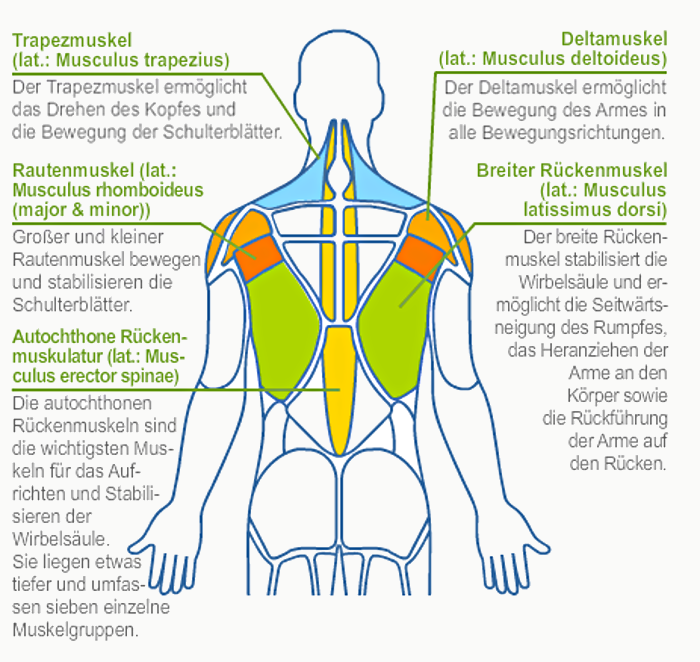 Grafik Die wichtigsten Rückenmuskeln vigo