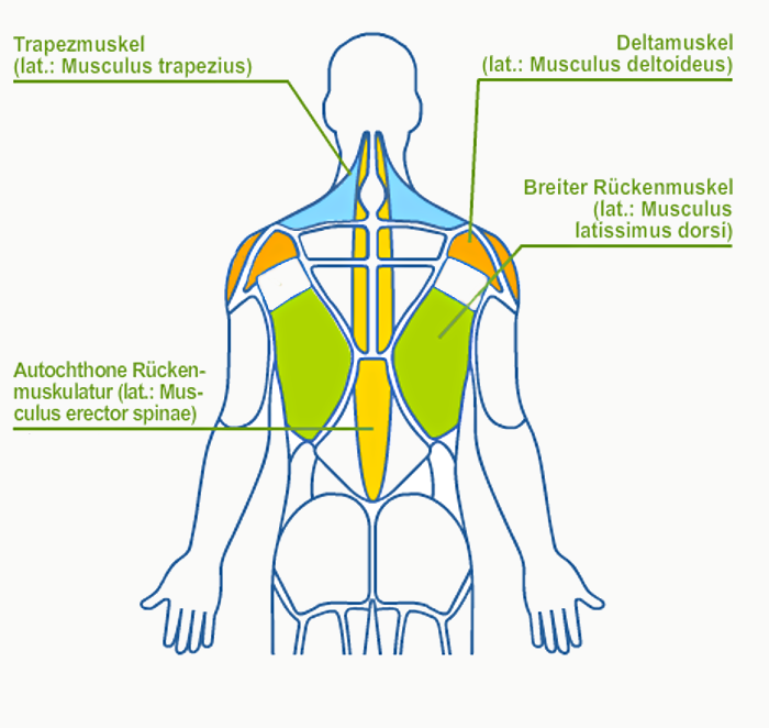 Infografik Muskulatur Rücken