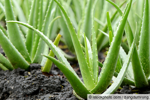 Aloe vera  gut zur Haut