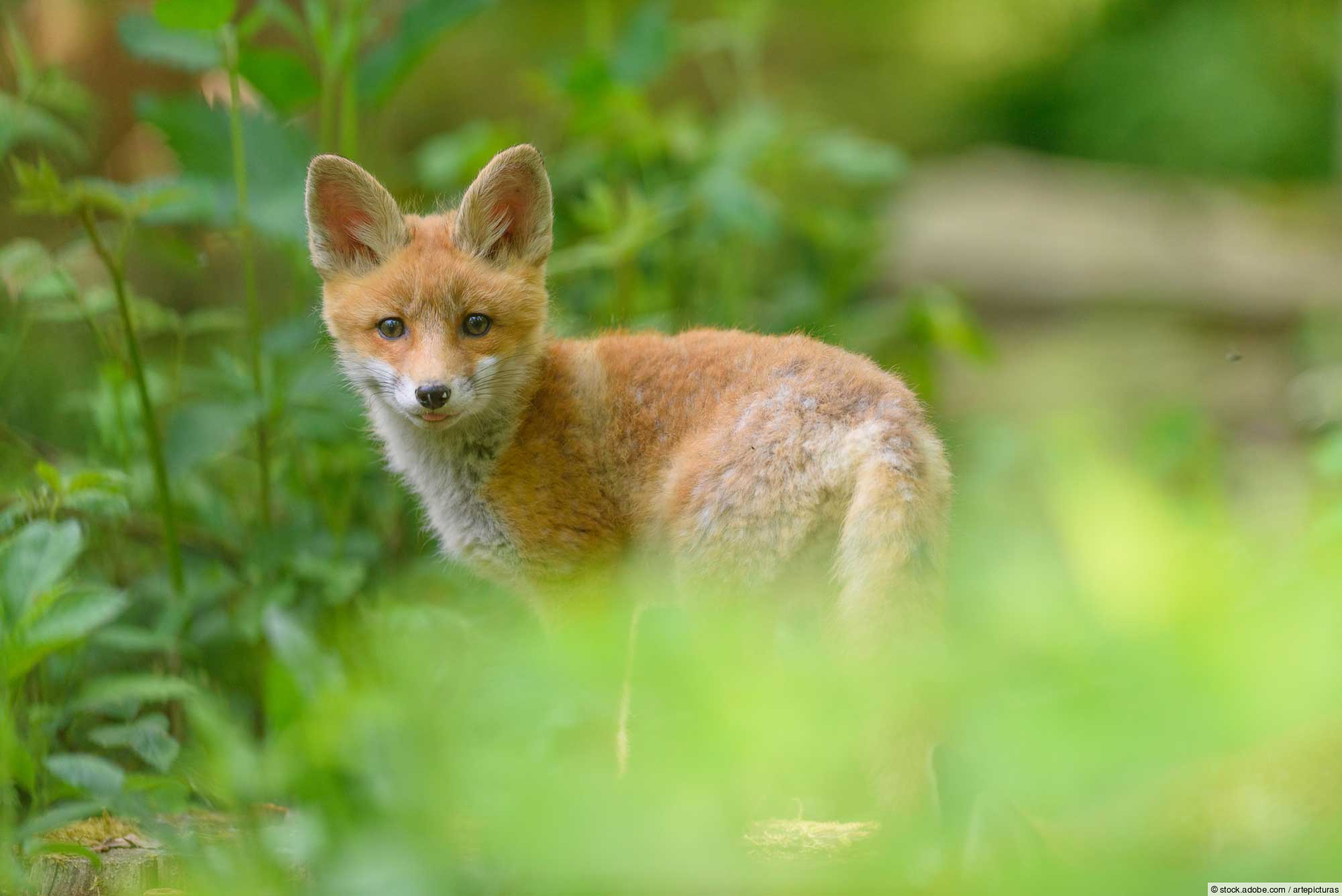 Wie gefährlich ist der Fuchsbandwurm?
